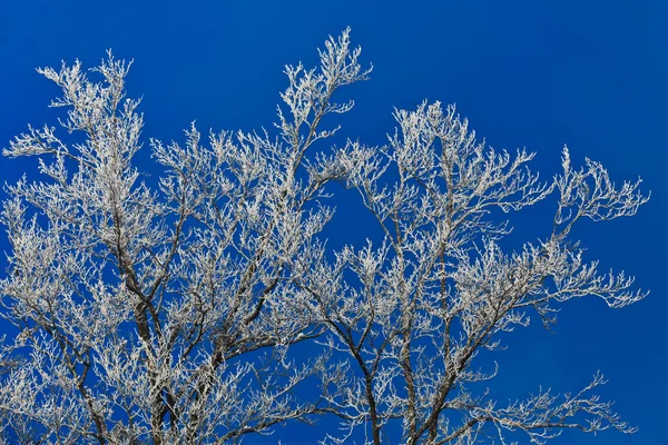 Kış ağacı — Stok fotoğraf