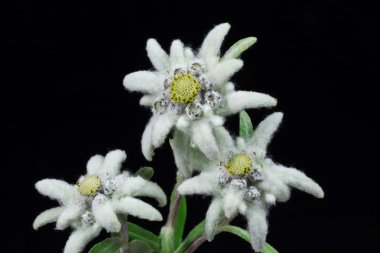 Edelweiss clipart