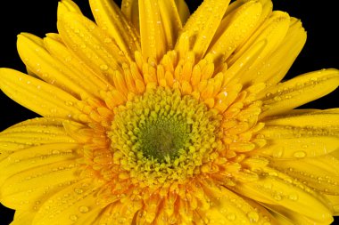 Papatya sarı gerbera