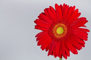 Kırmızı gerbera papatya