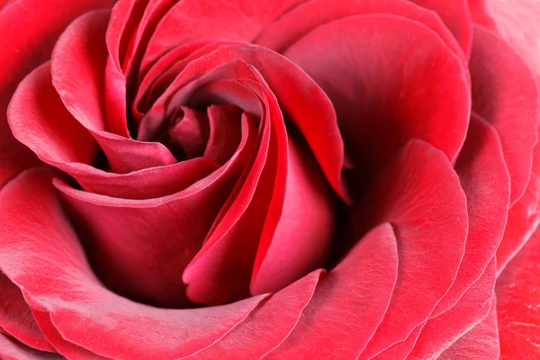 Rosa roja primer plano —  Fotos de Stock