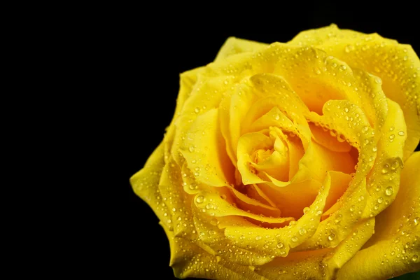 Sárga Rózsa Vértes — Stock Fotó
