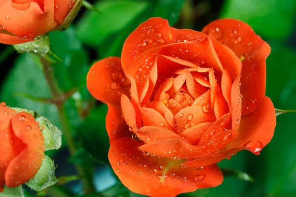 Orangene Rosen — Stockfoto