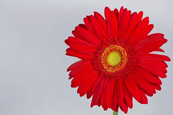 Rote Gerbera-Gänseblümchen — Stockfoto