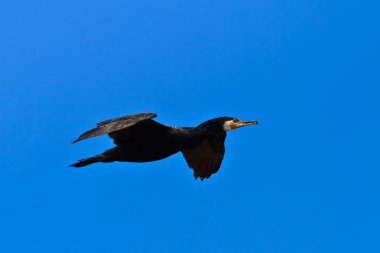 Karabatak (phalacrocorax carbo )