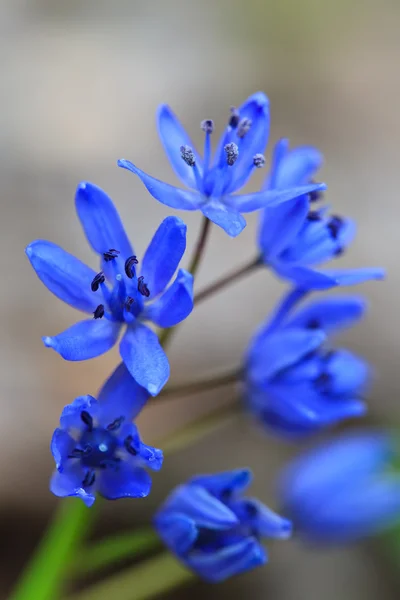 Kék hóvirág — Stock Fotó