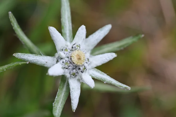 Edelweiss — Stock Photo, Image