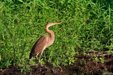 Kırmızı balıkçıl (ardea purpurea)