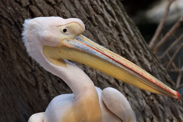 stock image White pelican