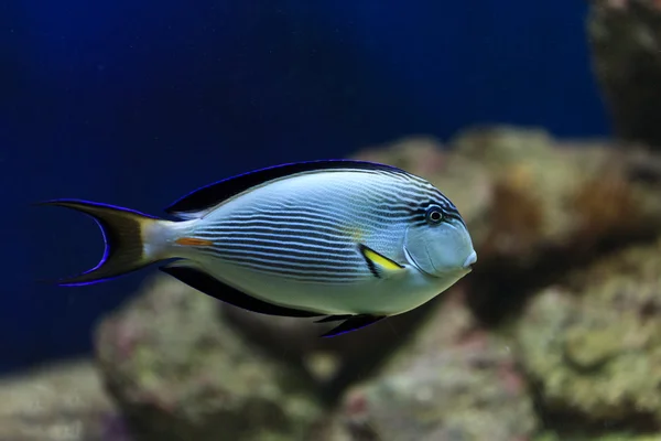 stock image Hippo blue tang