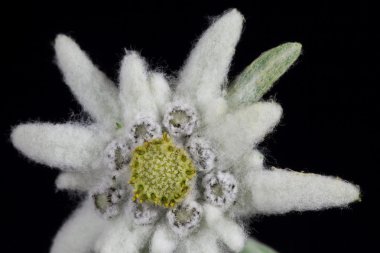 Edelweiss.