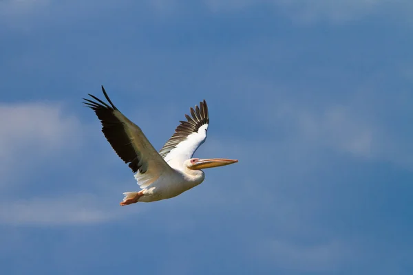 Pelícano blanco en vuelo —  Fotos de Stock