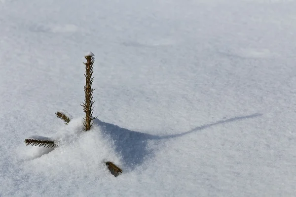 Um pequeno pinheiro no inverno — Fotografia de Stock