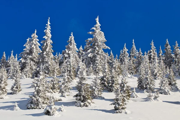 Ліс з соснами взимку — стокове фото