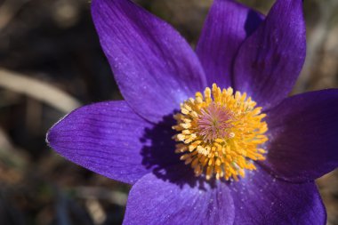 Pasqueflower (pulsatilla vulgaris)