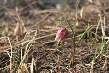 Snake's head fritillary flower clipart