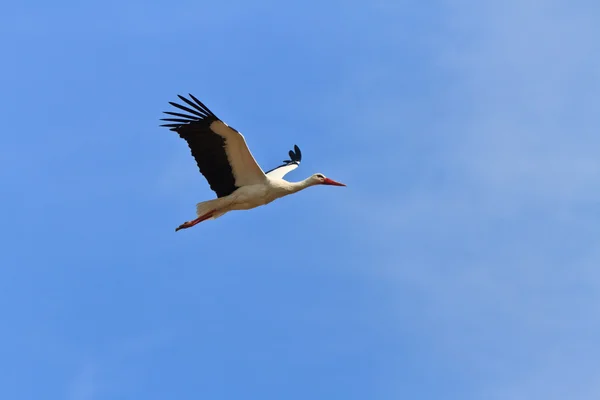 Stork i flyg — Stockfoto