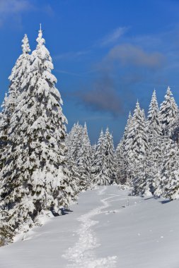 Kışın çam ormanı