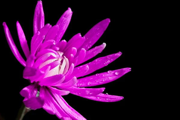 Flores de crisantemo rosa — Foto de Stock