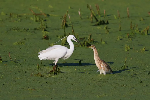 Little egret och squacco heron — Stockfoto