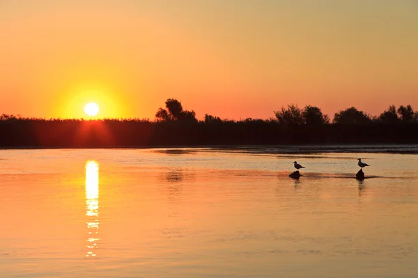 Wschód słońca w delcie Dunaju — Zdjęcie stockowe