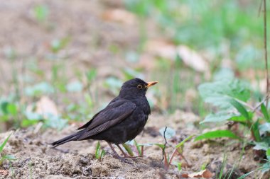 Kara Kuş (Turdus merula)