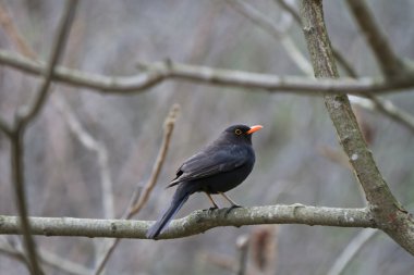 Kara Kuş (Turdus merula)