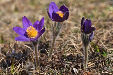 Pasqueflower (pulsatilla vulgaris)