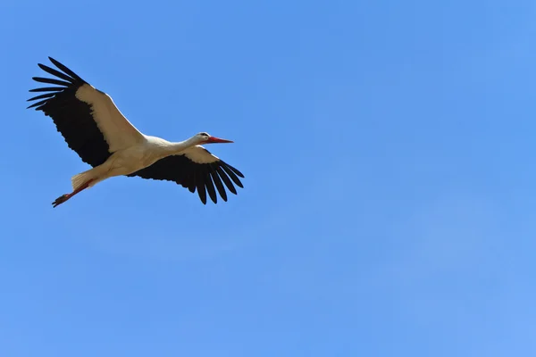 Stork i flyg — Stockfoto