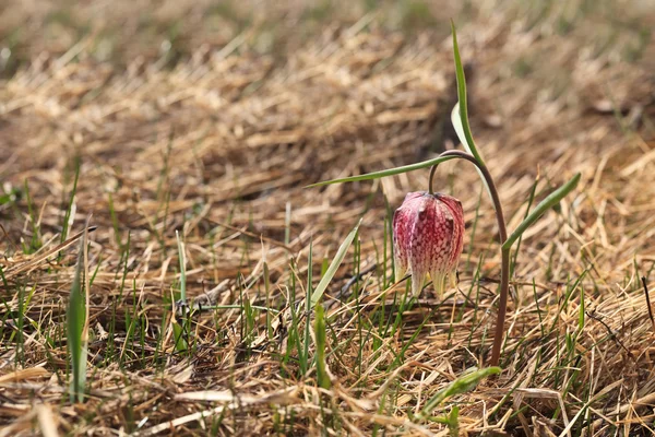 Λουλούδι κεφάλι fritillary φιδιού — Φωτογραφία Αρχείου