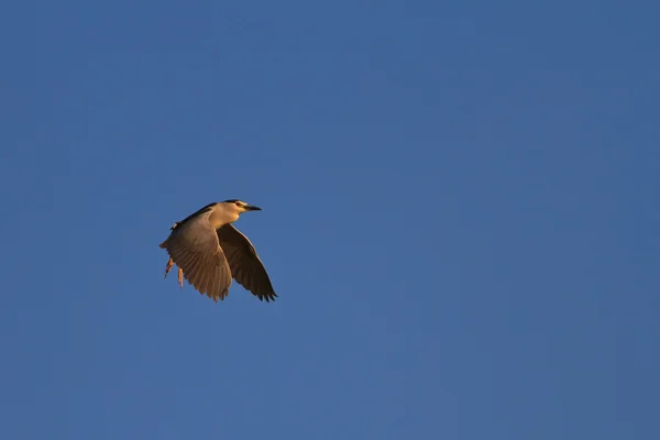 黒戴冠させた夜 heron — ストック写真