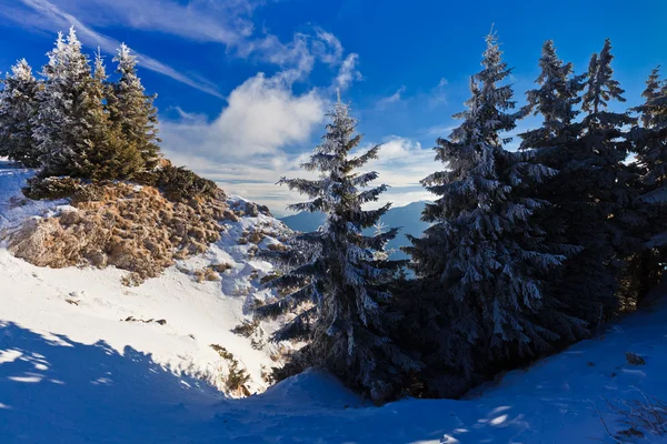 Foresta con pini in inverno — Foto Stock