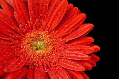 Kırmızı gerbera papatya