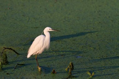 Küçük Egret (Egretta garzetta)