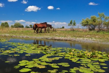 Two horses on the edge of a channel of water clipart