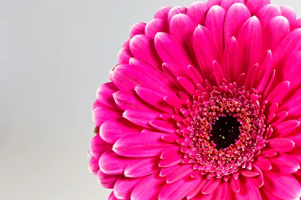粉色非洲菊雏菊 — 图库照片
