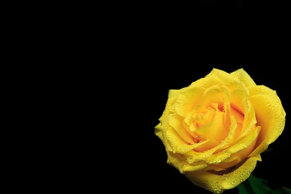 Rosa amarela com gotas de água — Fotografia de Stock