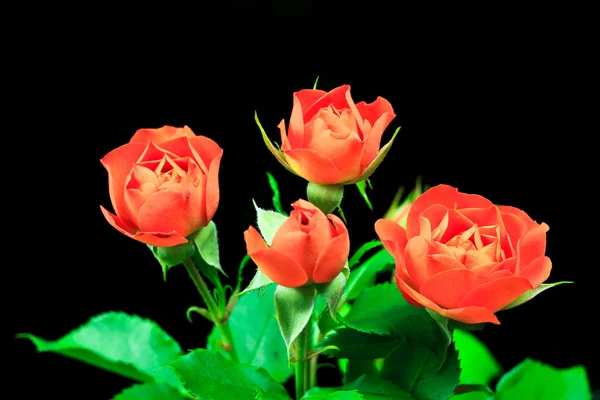 Πορτοκαλί τριαντάφυλλα — Φωτογραφία Αρχείου
