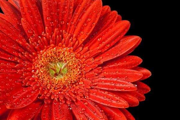 Red gerbera daisy — Stock Photo, Image