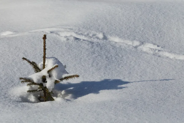 Eine kleine Kiefer im Winter — Stockfoto
