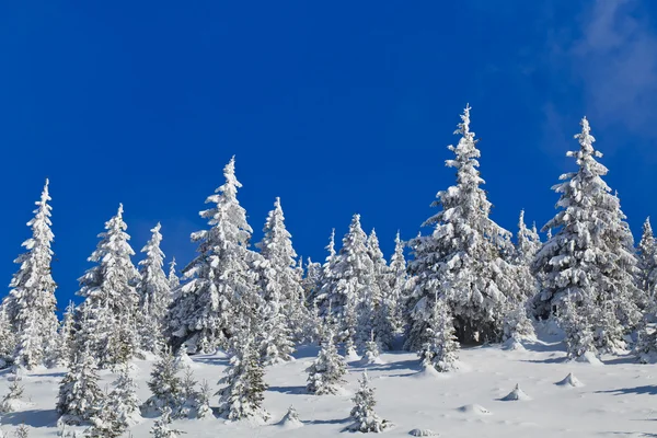 冬の松の木と森 — ストック写真