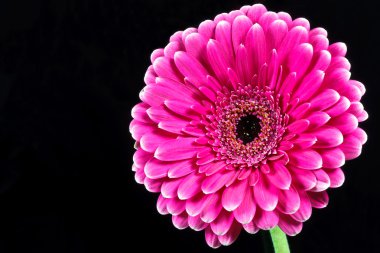 pembe gerbera papatya