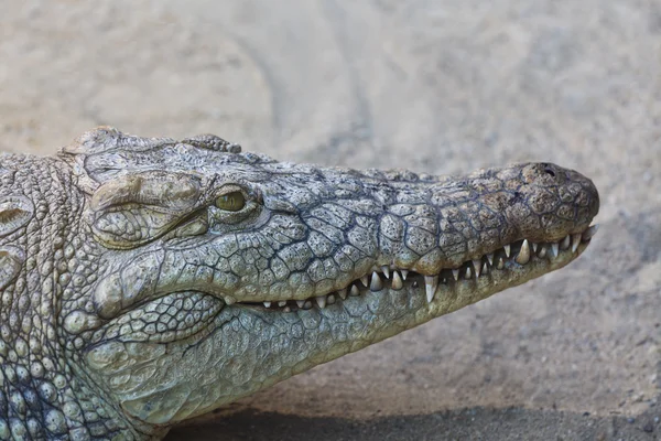 stock image Crocodile