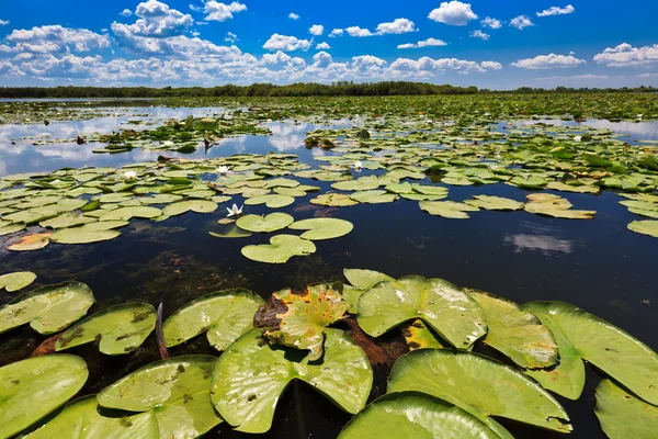 Danube Delta, Romania — Stock Photo, Image