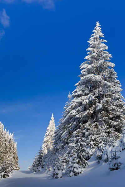 Pinnen met sneeuw — Stockfoto