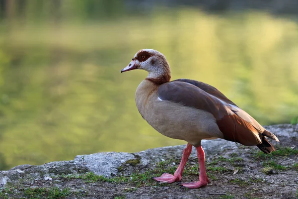Egyptian Goose — Stock Photo, Image