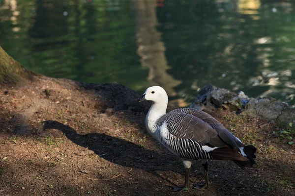 Magellan Goose male — Stock Photo, Image