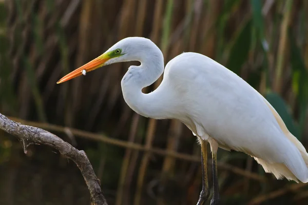 Great white egret — Stock Photo, Image