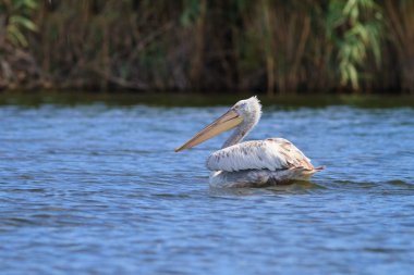 Dalmaçyalı pelikan (Pelecanus crispus)