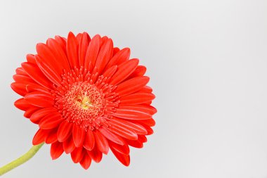 Kırmızı gerbera papatya